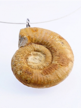 Ammonit, Franche-Comté, Unikat