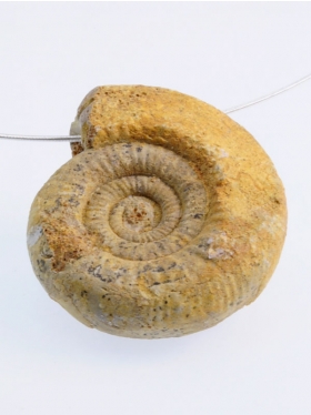 Ammonit, Franche-Comté, Unikat