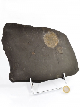 Ammonit aus dem schwäbischen Ölschiefer, Unikat