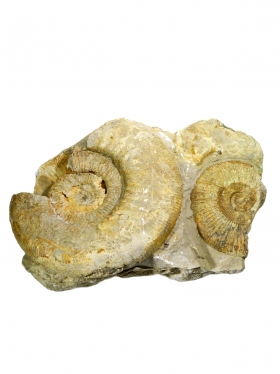 Ammonit aus der schwäbischen Alb, ca. 17,5/25 cm, Unikat