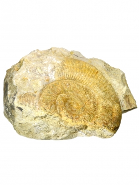 Ammonit aus der schwäbischen Alb, ca. 15/21 cm, Unikat