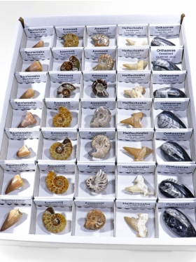 Fossilien Box, 35 Stück