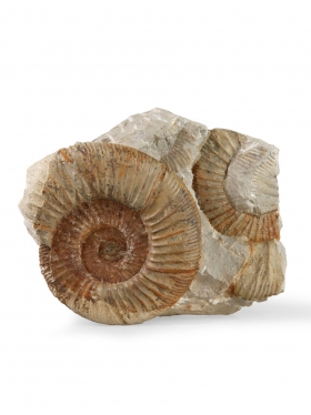 Ammonit aus der schwäbischen Alb, Unikat