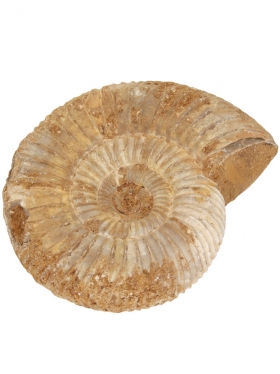 Ammonit aus Frankreich, Unikat