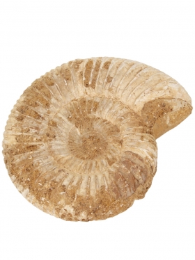 Ammonit aus Frankreich, Unikat