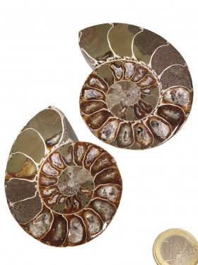 Ammonit aus Madagaskar, Paar, Unikat