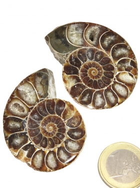 Ammonit aus Madagaskar, Paar, Unikat