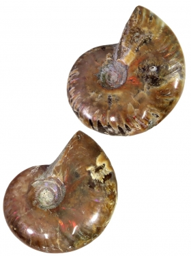 Ammonit aus Madagaskar in verschiedene Größen