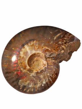 Ammonit aus Madagaskar, Unikat