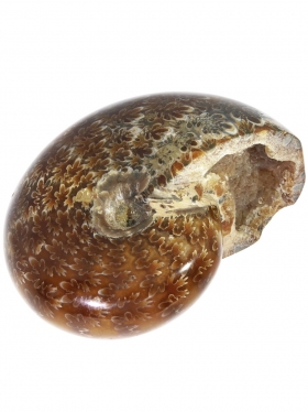 Ammonit aus Madagaskar, Unikat