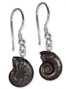 Ammonit aus der Provence, Ohrhänger, Unikat
