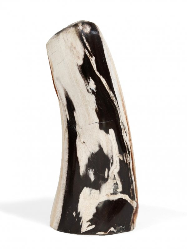 Fossil Wood from Indonesia, polished with sawed base, unique