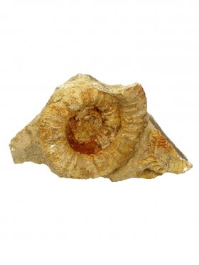 Ammonit aus der schwäbischen Alb, ca. 9/14 cm, Unikat