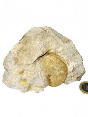 Ammonit aus der schwäbischen Alb, ca. 10/12 cm, Unikat