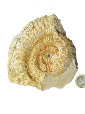 Ammonit aus der schwäbischen Alb, ca. 15/16 cm, Unikat