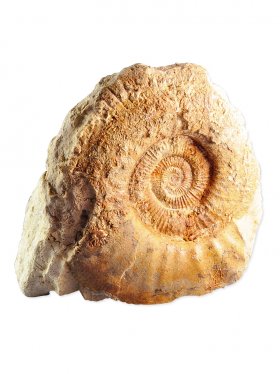 Ammonit aus der schwäbischen Alb, ca. 16/20,5 cm, Unikat