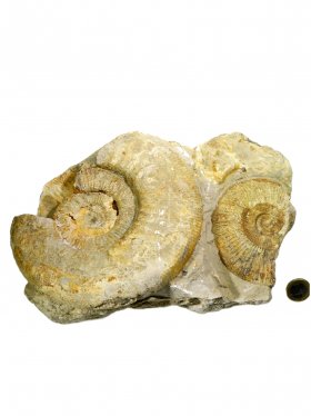 Ammonit aus der schwäbischen Alb, ca. 17,5/25 cm, Unikat