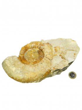 Ammonit aus der schwäbischen Alb, ca. 14,5/22 cm, Unikat