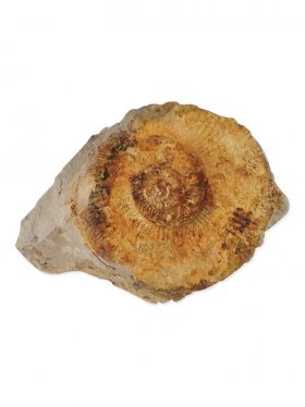 Ammonit aus der schwäbischen Alb, ca. 8,5/12,5 cm, Unikat