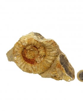 Ammonit aus der schwäbischen Alb, ca. 9/14 cm, Unikat