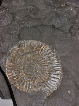 Ammonit aus dem schwäbischen Ölschiefer, Unikat