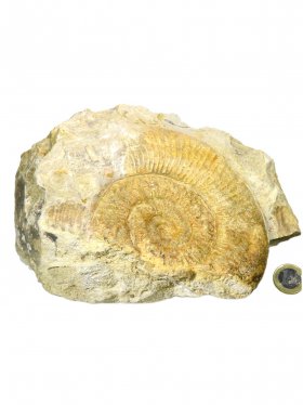 Ammonit aus der schwäbischen Alb, ca. 15/21 cm, Unikat