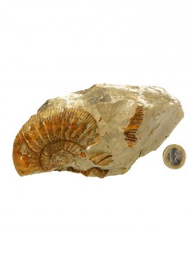 Ammonit aus der schwäbischen Alb, Unikat