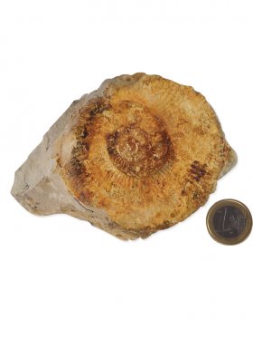 Ammonit aus der schwäbischen Alb, ca. 8,5/12,5 cm, Unikat